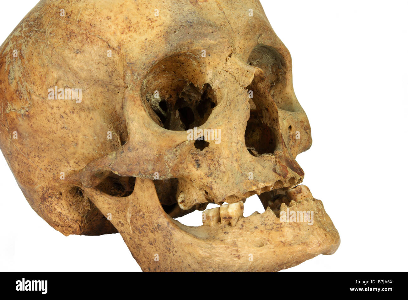 a skull of an female person isolated over white Stock Photo