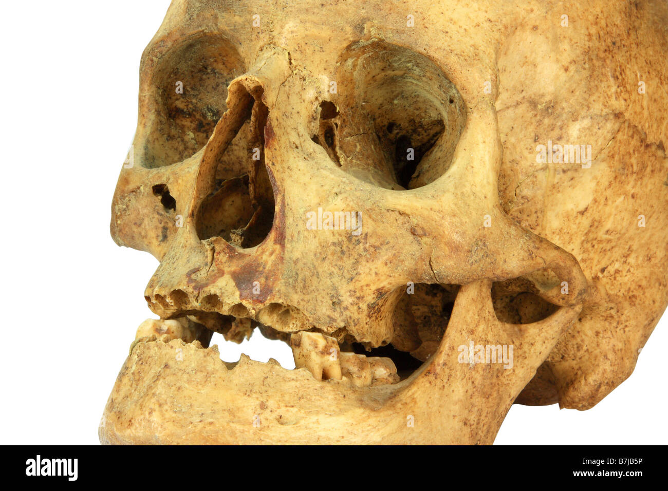 a skull of an female person isolated over white Stock Photo