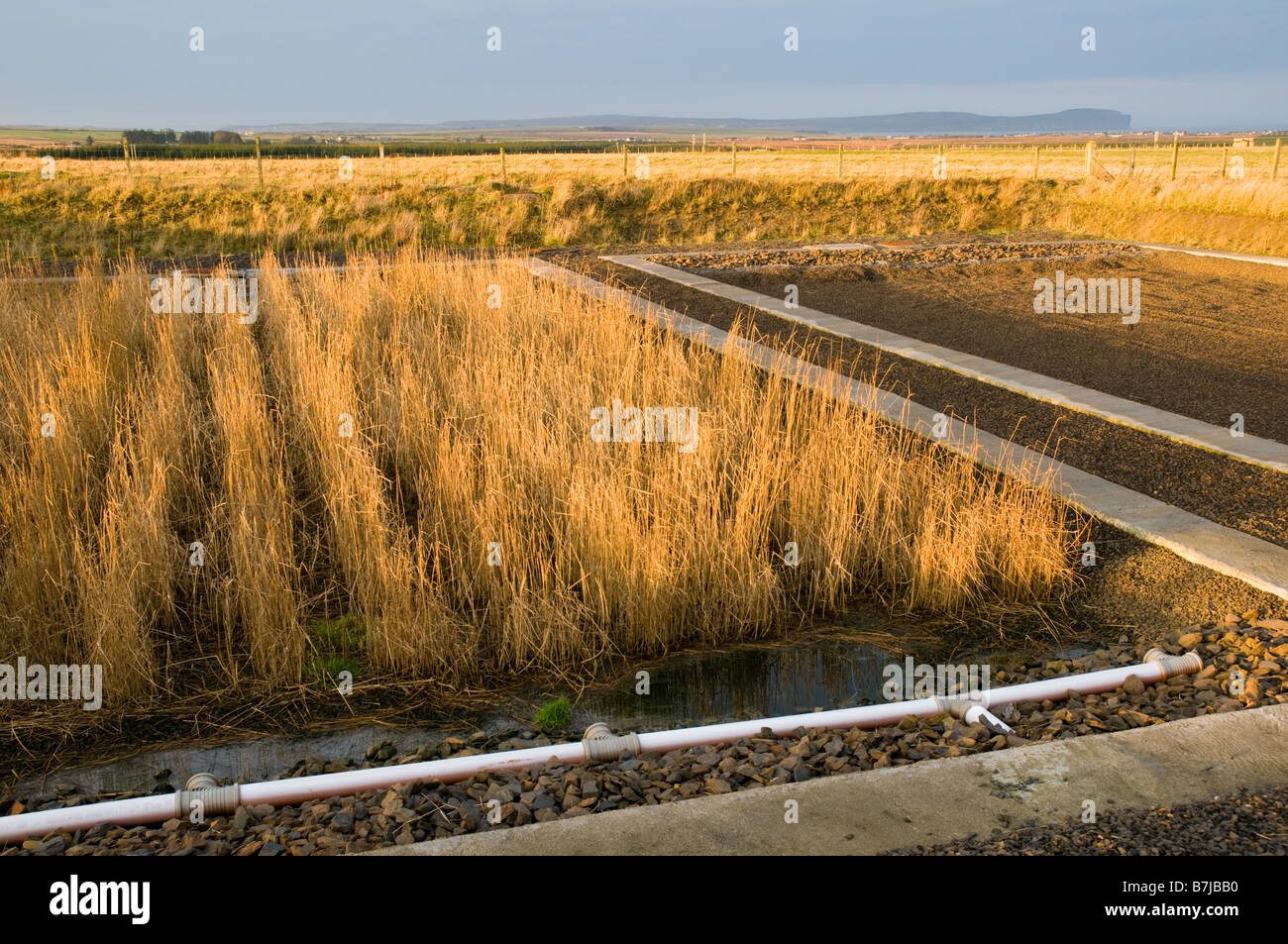 Reed bed sewage disposal system at the village of Mey Caithness, Scotland, UK Stock Photo