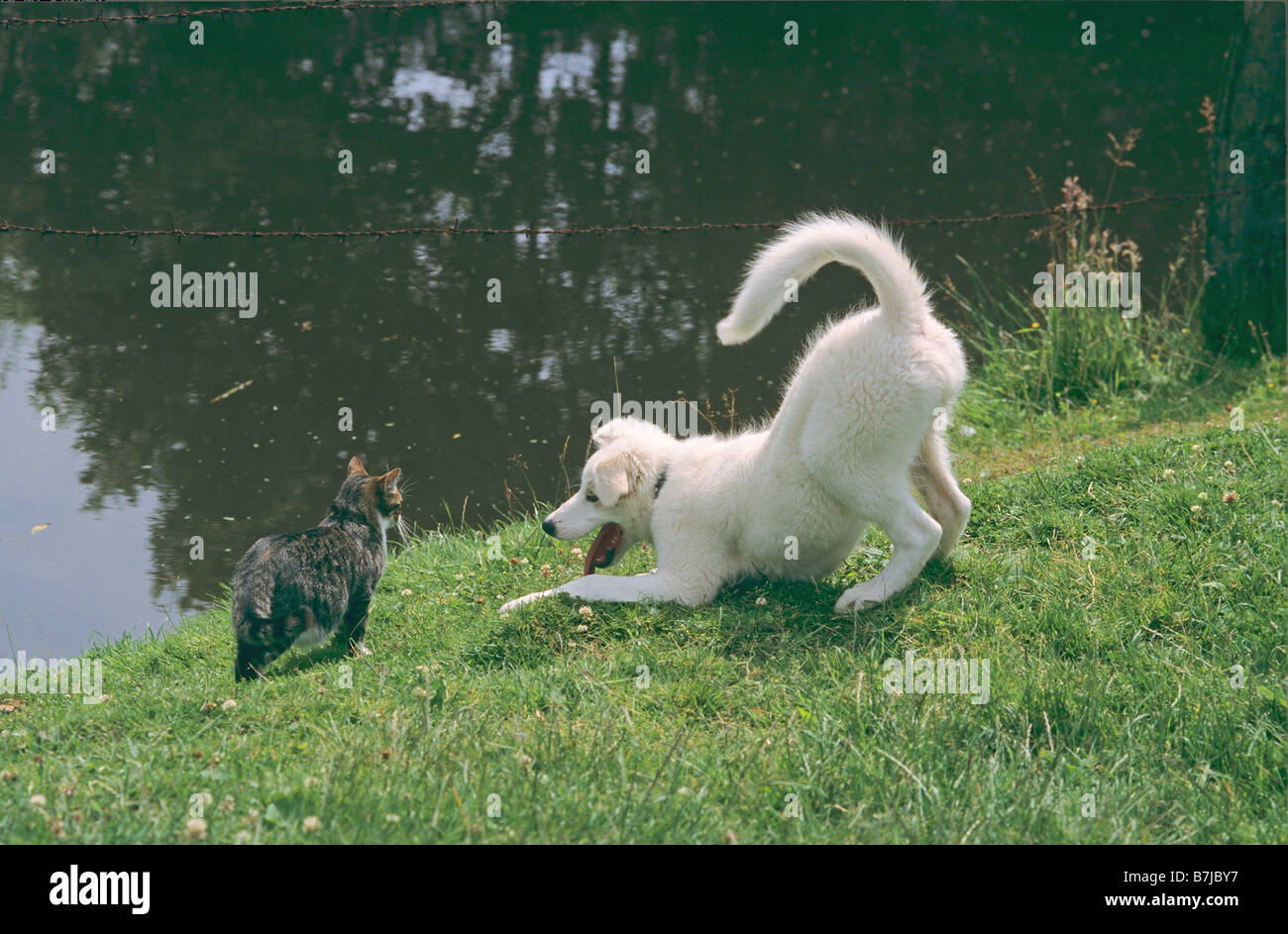 Half Cat Half Dog Hybrid