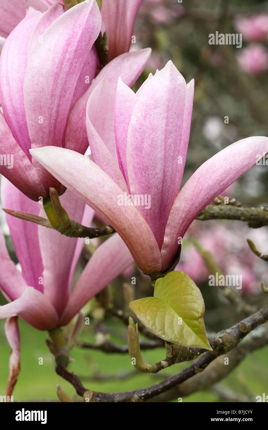 magnolia heaven scent close up of flowers in spring Stock Photo