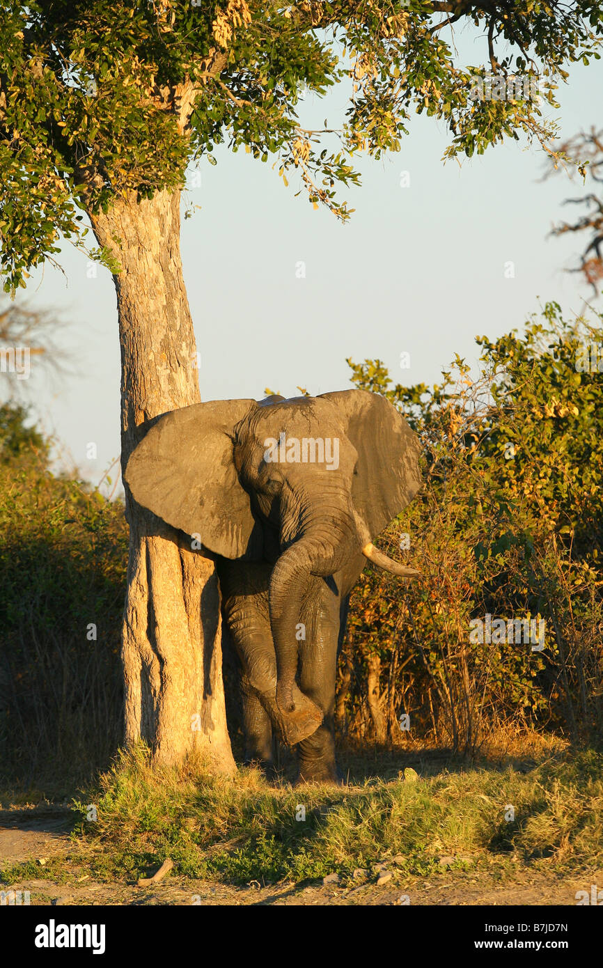 An african bull elephant enjoying a rub against a tree Stock Photo