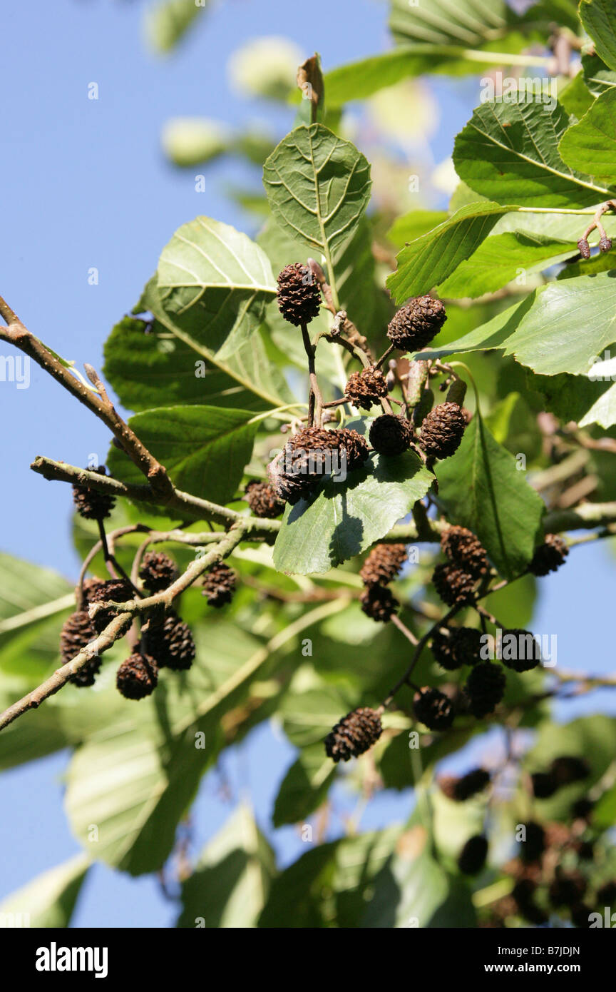 Black Alder Catkins, Alnus glutinosa, Betulaceae Stock Photo