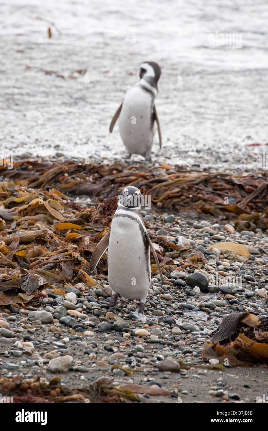Magellanic Penguins, Spheniscus magellanicus, on Ottaway Sound, Chile Stock Photo
