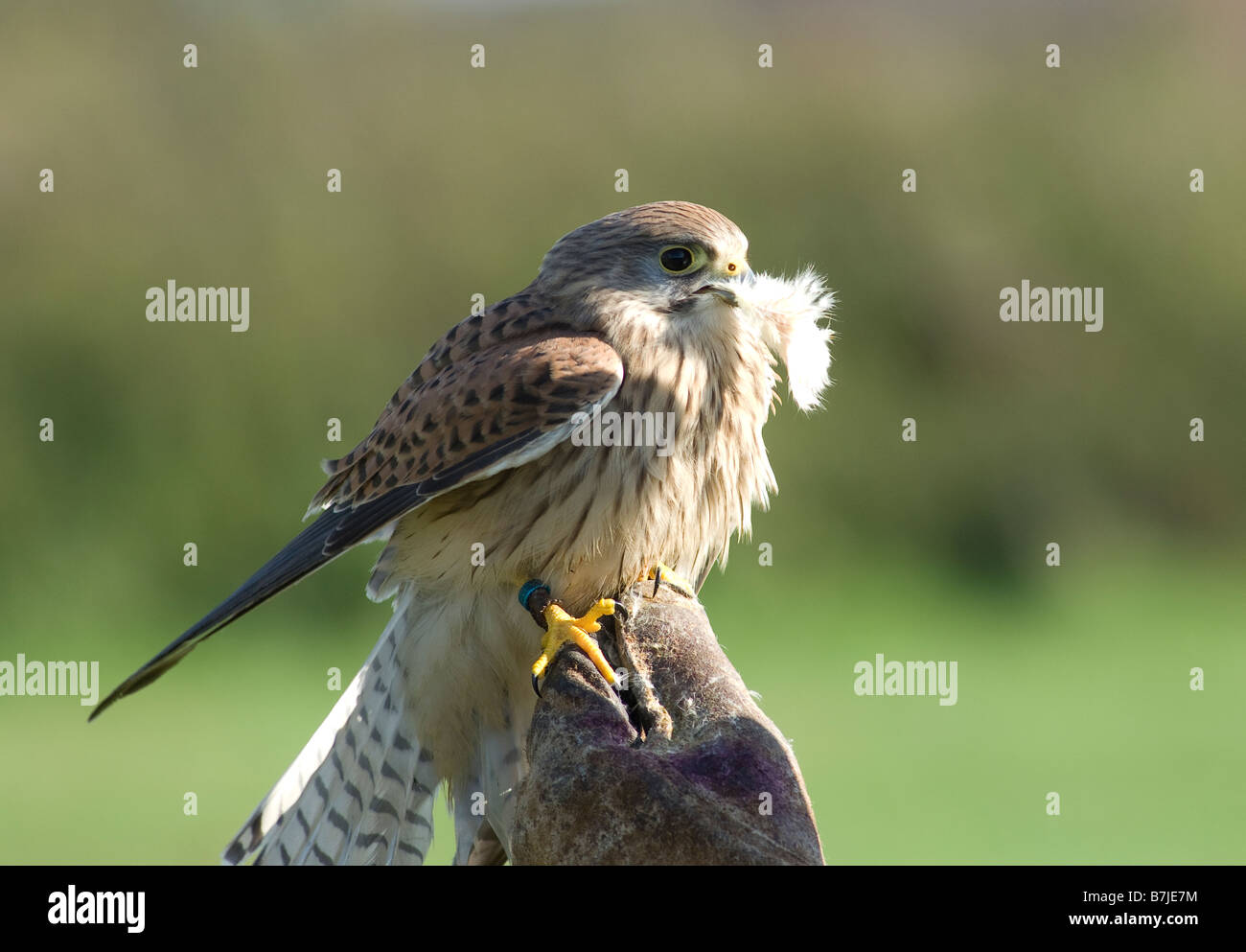 Bird Of Prey Stock Photo Alamy