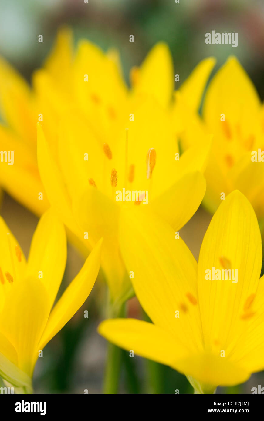STERNBERGIA LUTEA WINTER OR AUTUMN DAFFODIL GROWING IN AN ALPINE HOUSE Stock Photo