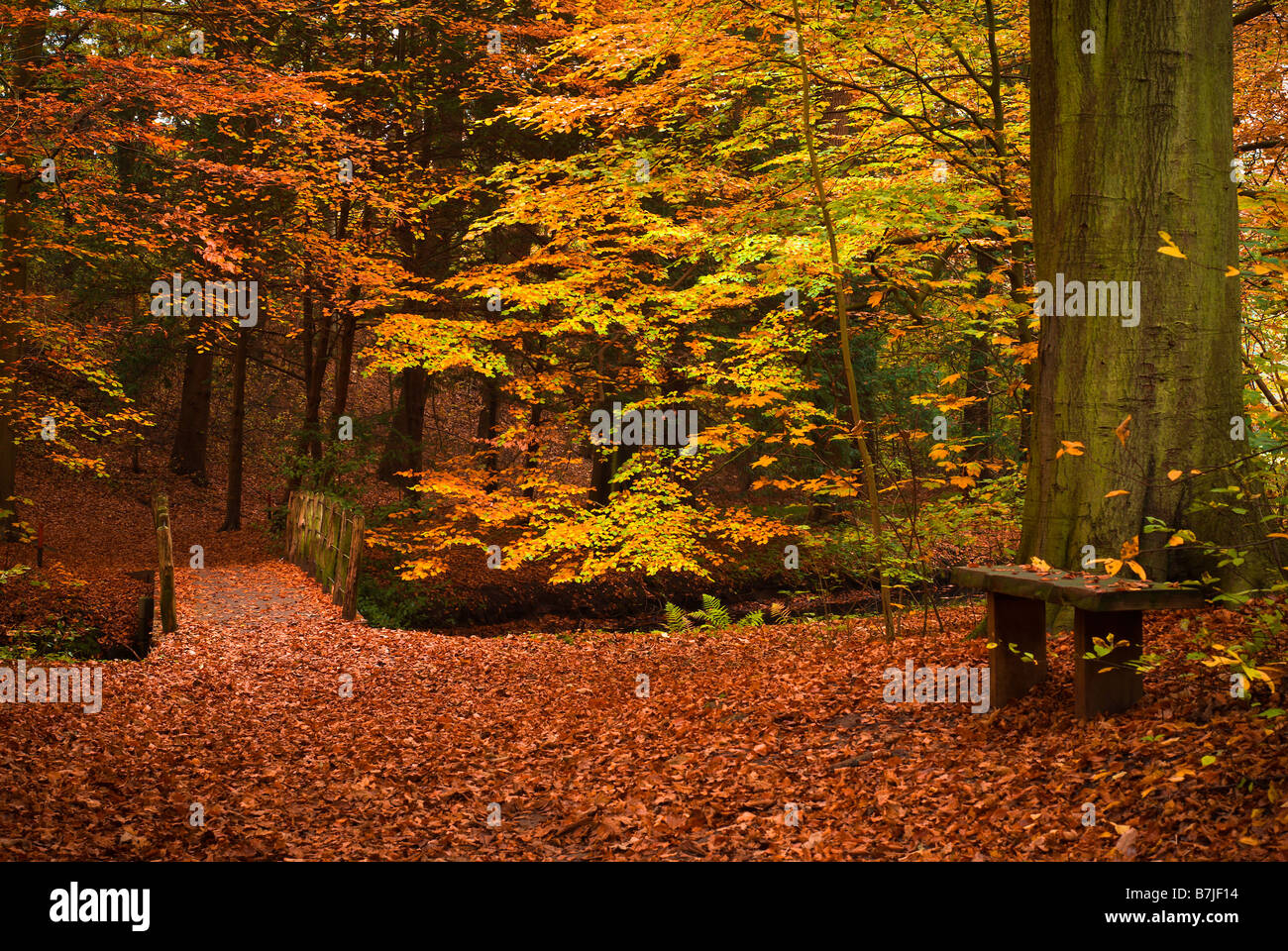 Beautiful autumn colors in the forest Stock Photo - Alamy