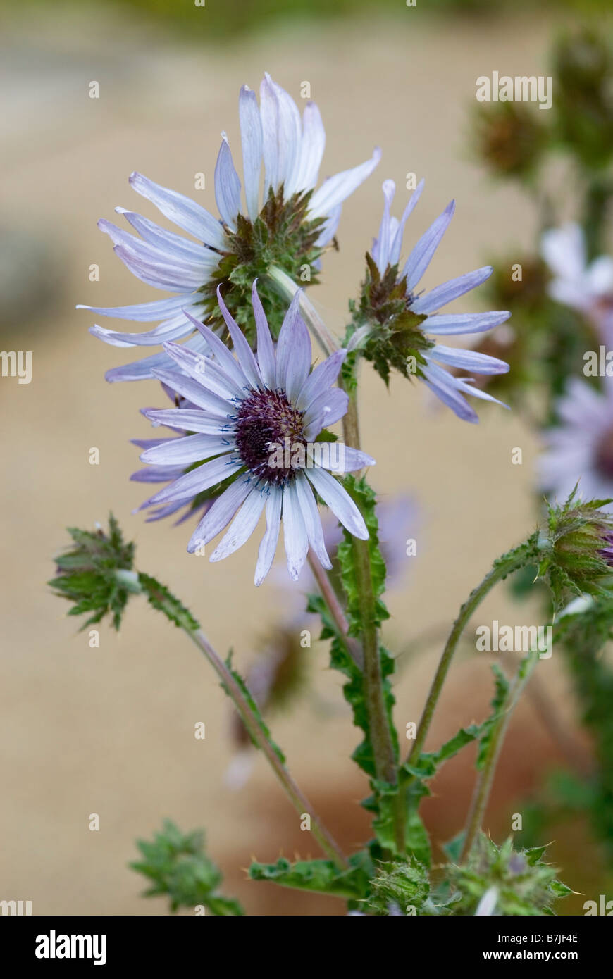 BERKHEYA PURPUREA SILVER SPIKE Stock Photo