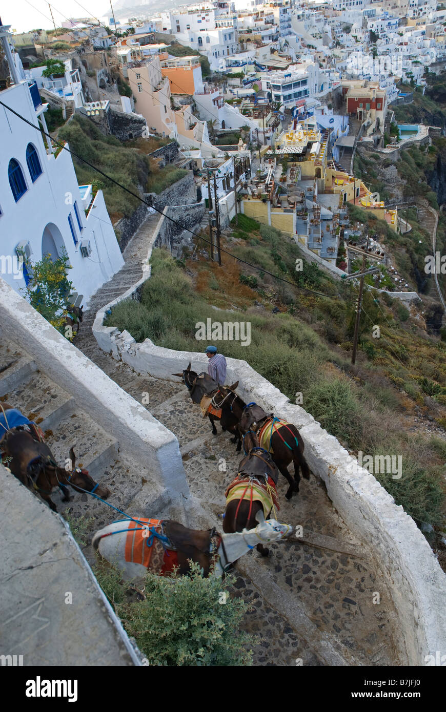 Greece, Santorini, Fira. Donkeys descending a path to a harbour below