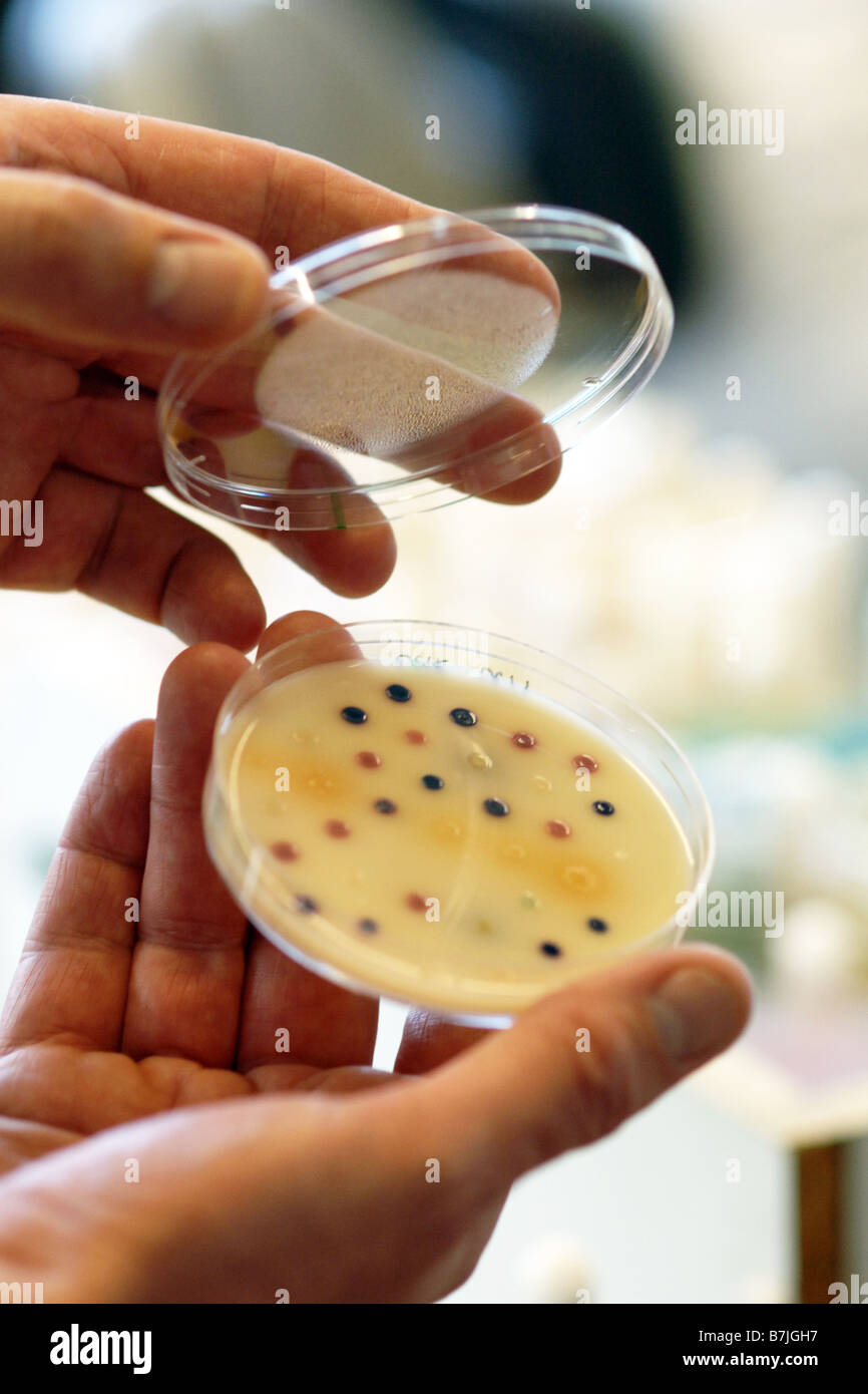 A petri dish with e-coli bacteria growth in a hospital labatory Stock Photo