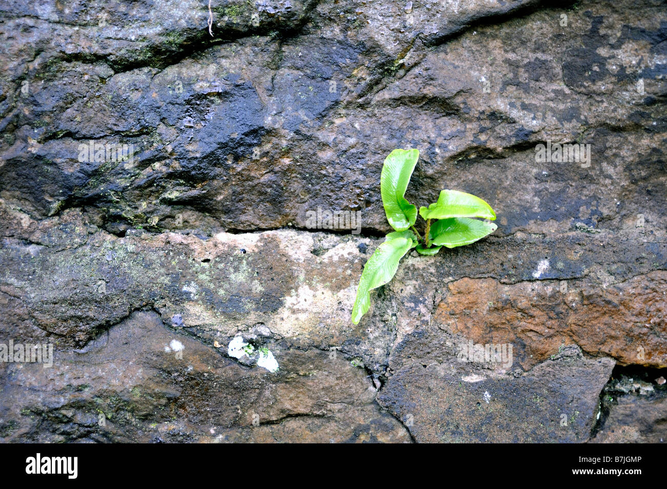 Weed growing into house hi-res stock photography and images - Alamy