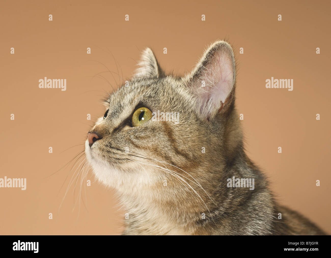 domestic cat - portrait Stock Photo - Alamy