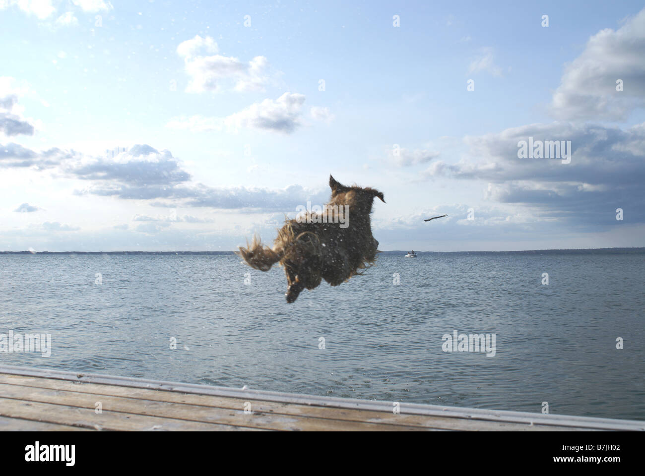 Dock jumping dogs hires stock photography and images Alamy