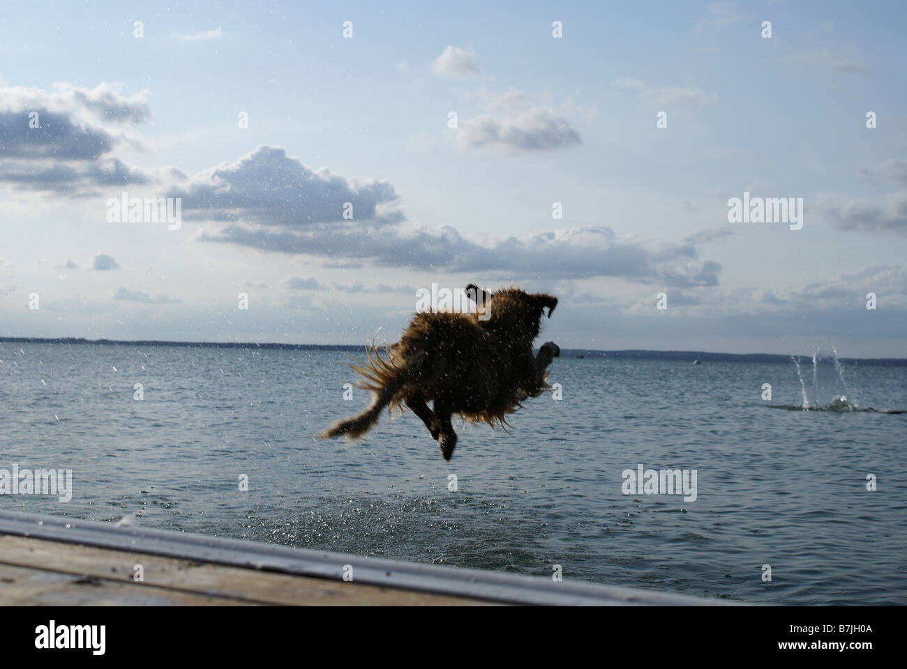 Dog jumps off dock hires stock photography and images Alamy