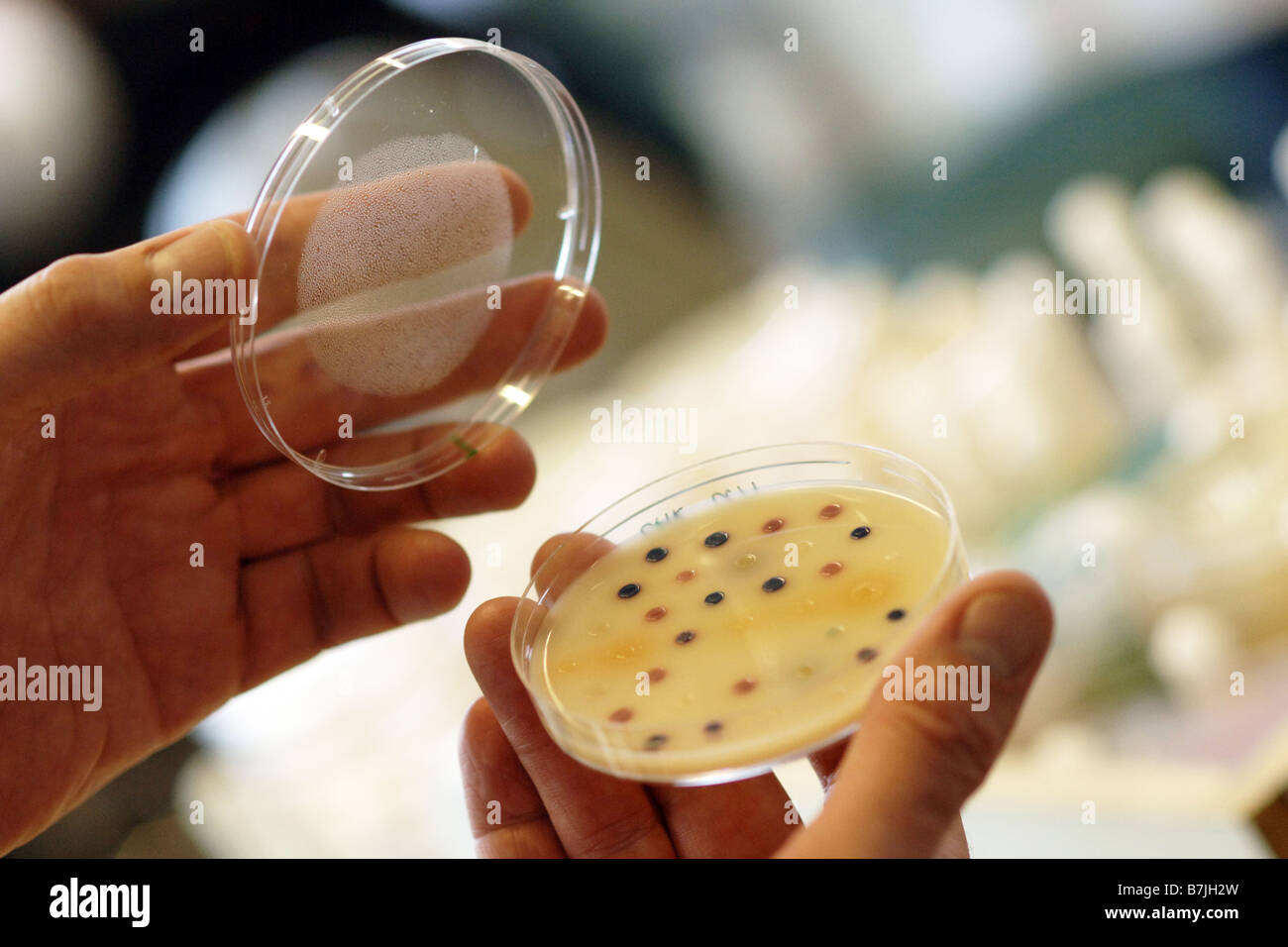 A petri dish with e-coli bacteria growth in a hospital labatory Stock Photo