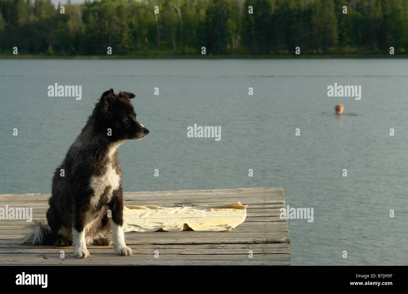 Dog at Katherine Lake; Canada, Manitoba, Riding Mountain National Park.  Motor boats are not allowed on Katherine Lake. Stock Photo