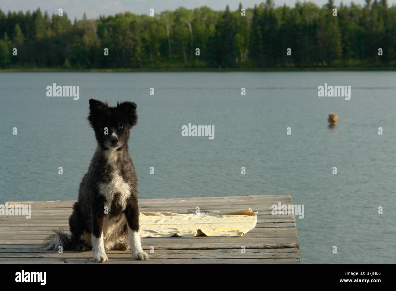Dog at Katherine Lake, Canada, Manitoba, Riding Mountain National Park