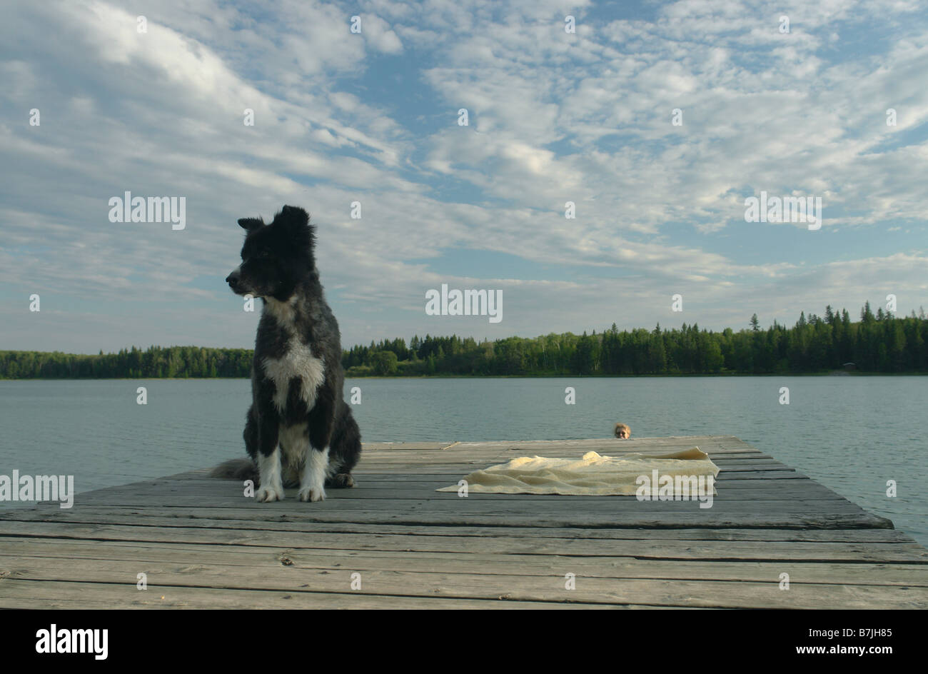 Dog in foreground with 45 year old woman swimming in Katherine L. No motor boats allowed.; Canada, Manitoba Stock Photo