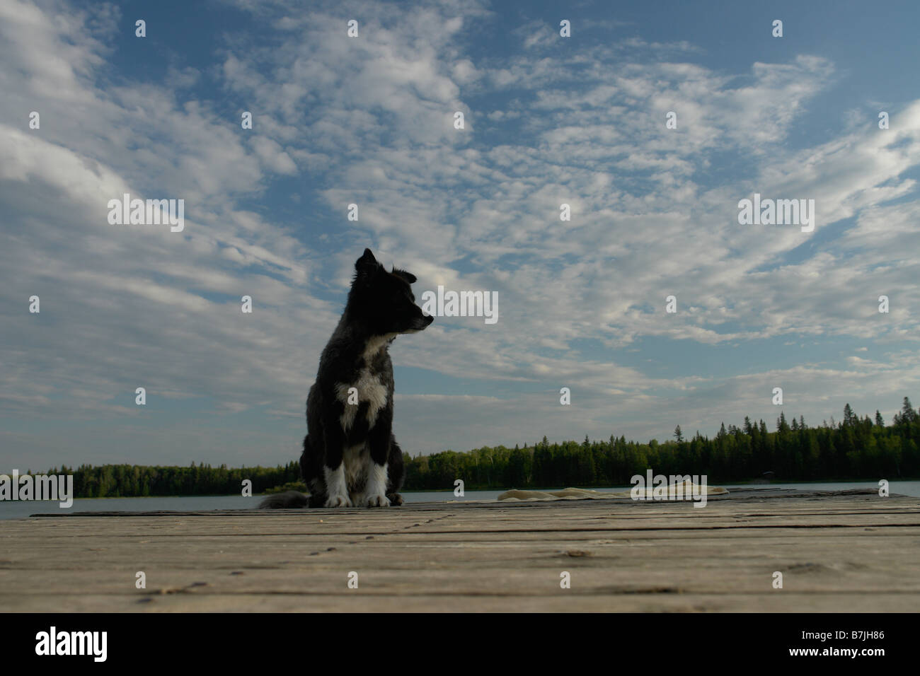 Dog on dock at Lake Katherine, no motor boats allowed.; Canada, Manitoba, Riding Mountain National Park Stock Photo