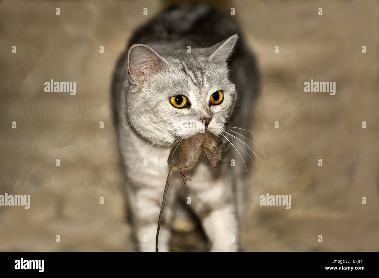 Dead mouse hires stock photography and images Alamy