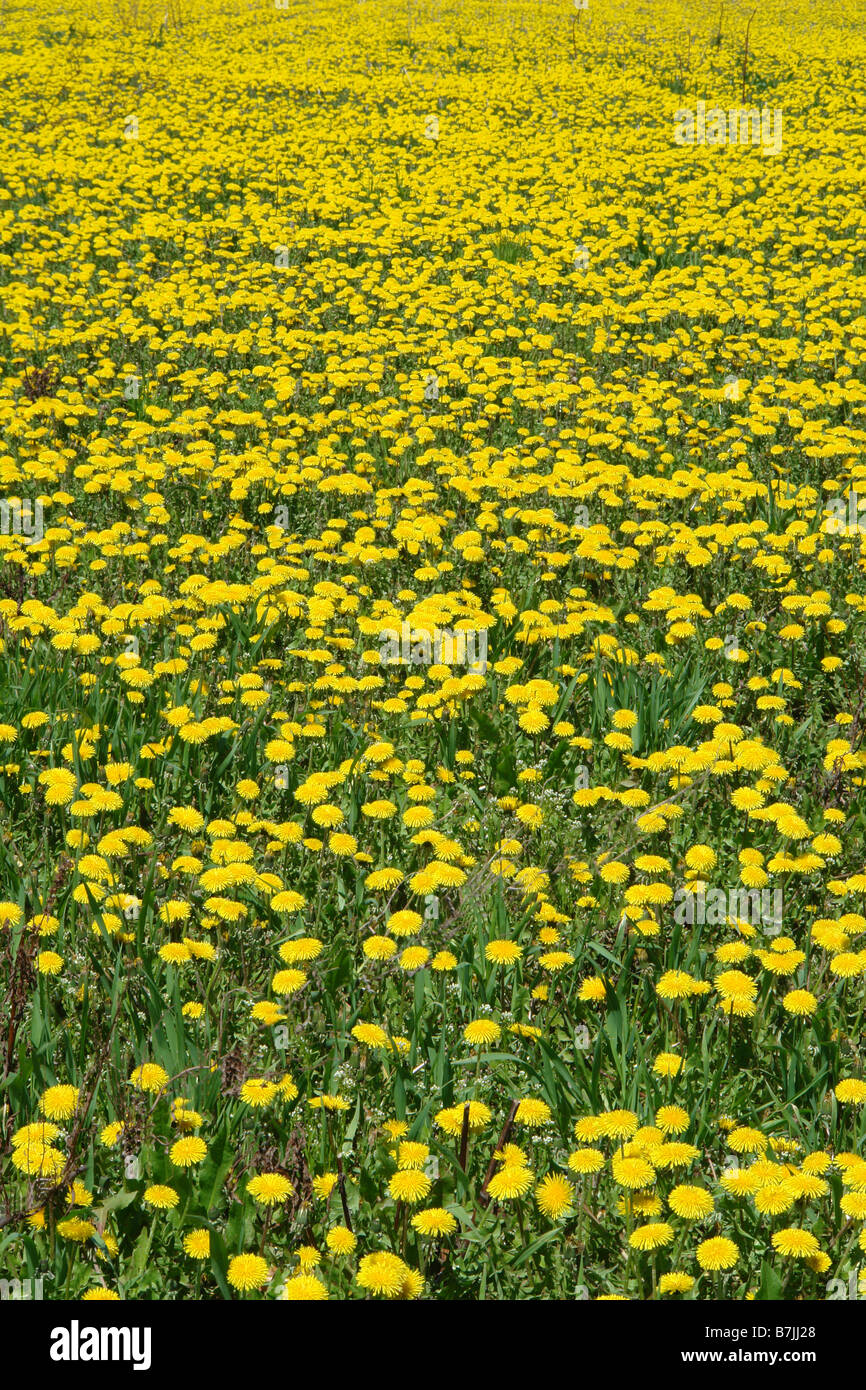Field of dandelions in full bloom; Canada, Manitoba, Erickson Stock