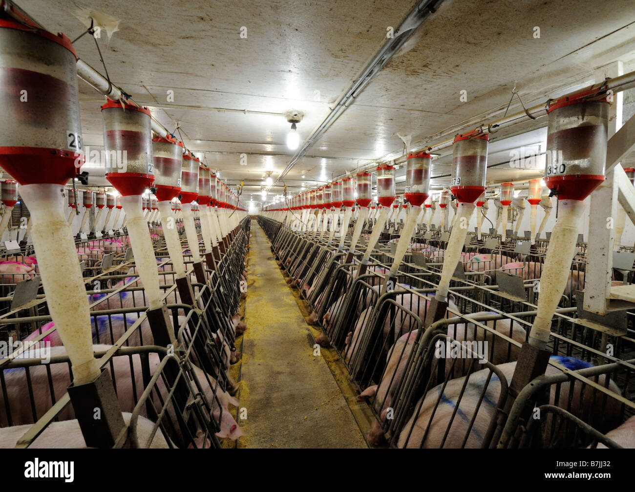 Hog feed hires stock photography and images Alamy