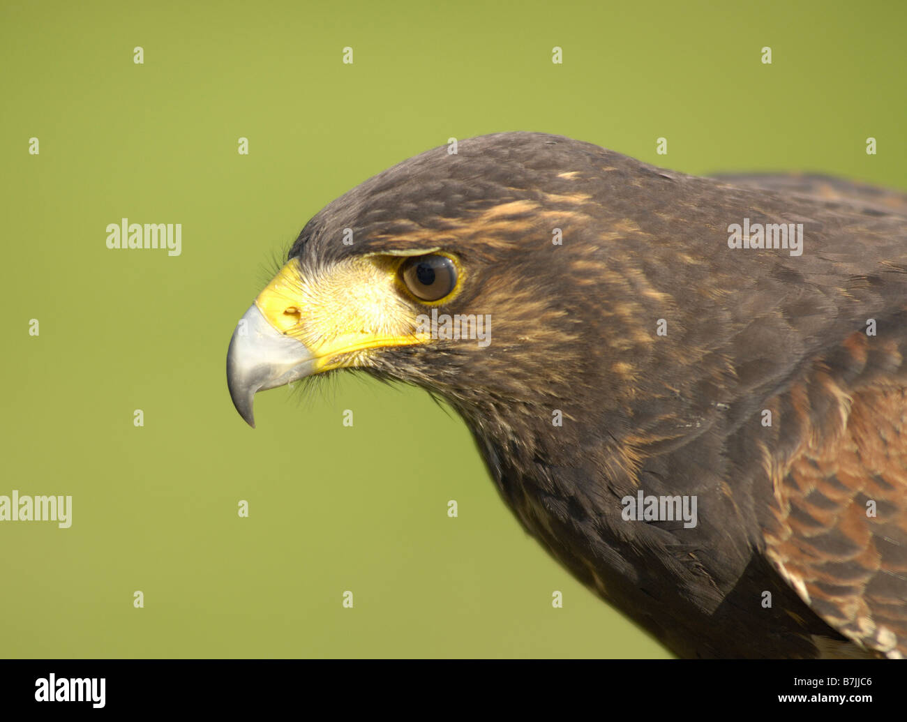 Bird of Prey Stock Photo