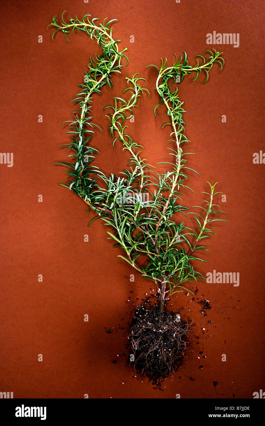 Plant with roots; Canada, Alberta Stock Photo - Alamy