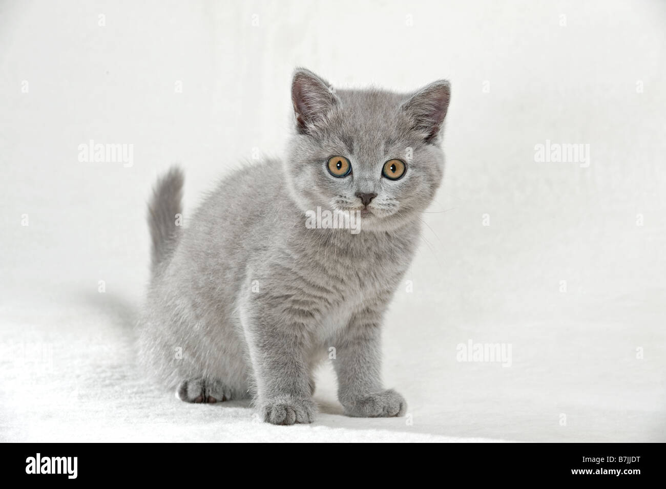 British Shorthair Cat Kitten 8 Weeks Cut Out Stock Photo