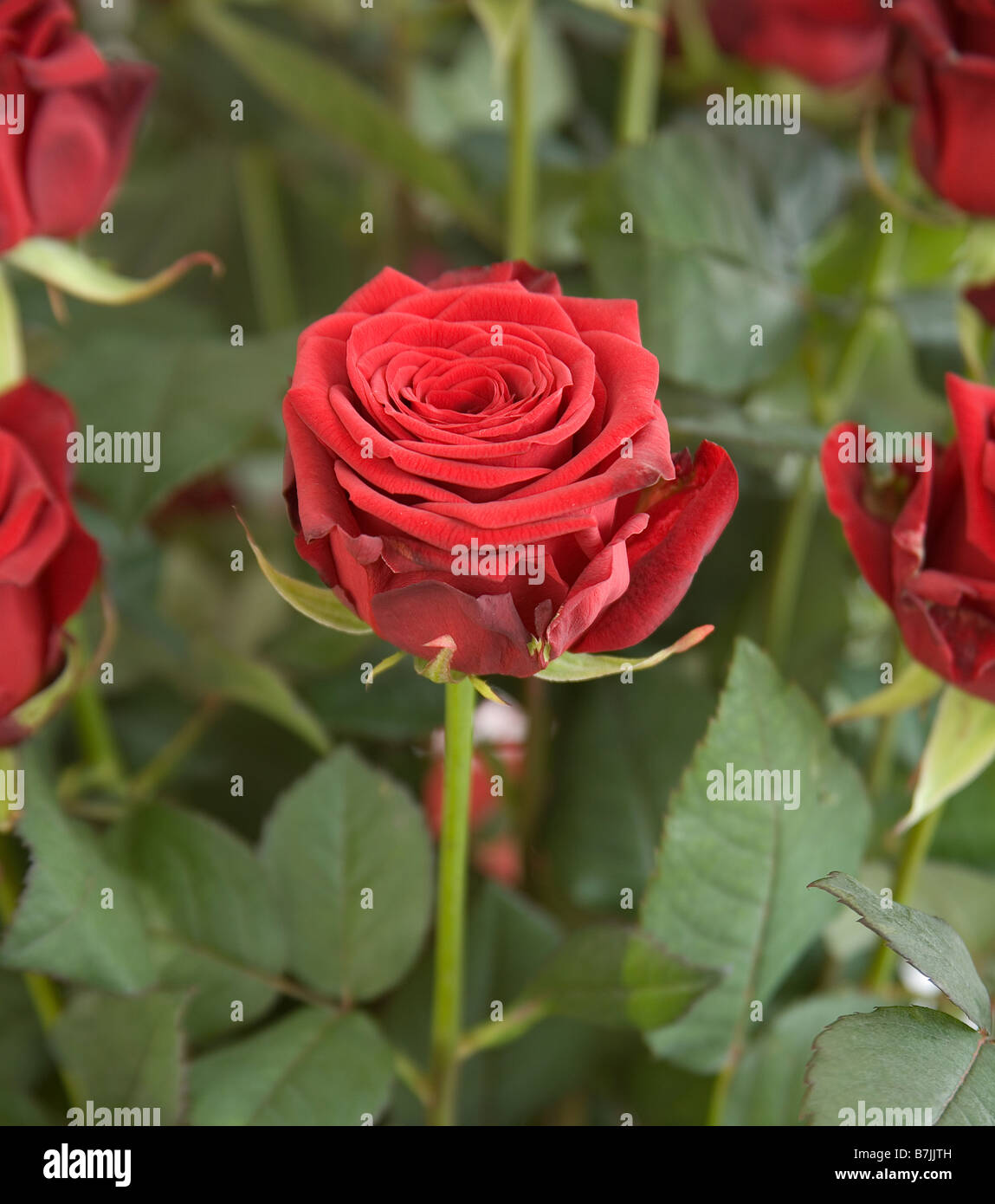 Red rose in arrangment hi-res stock photography and images - Alamy