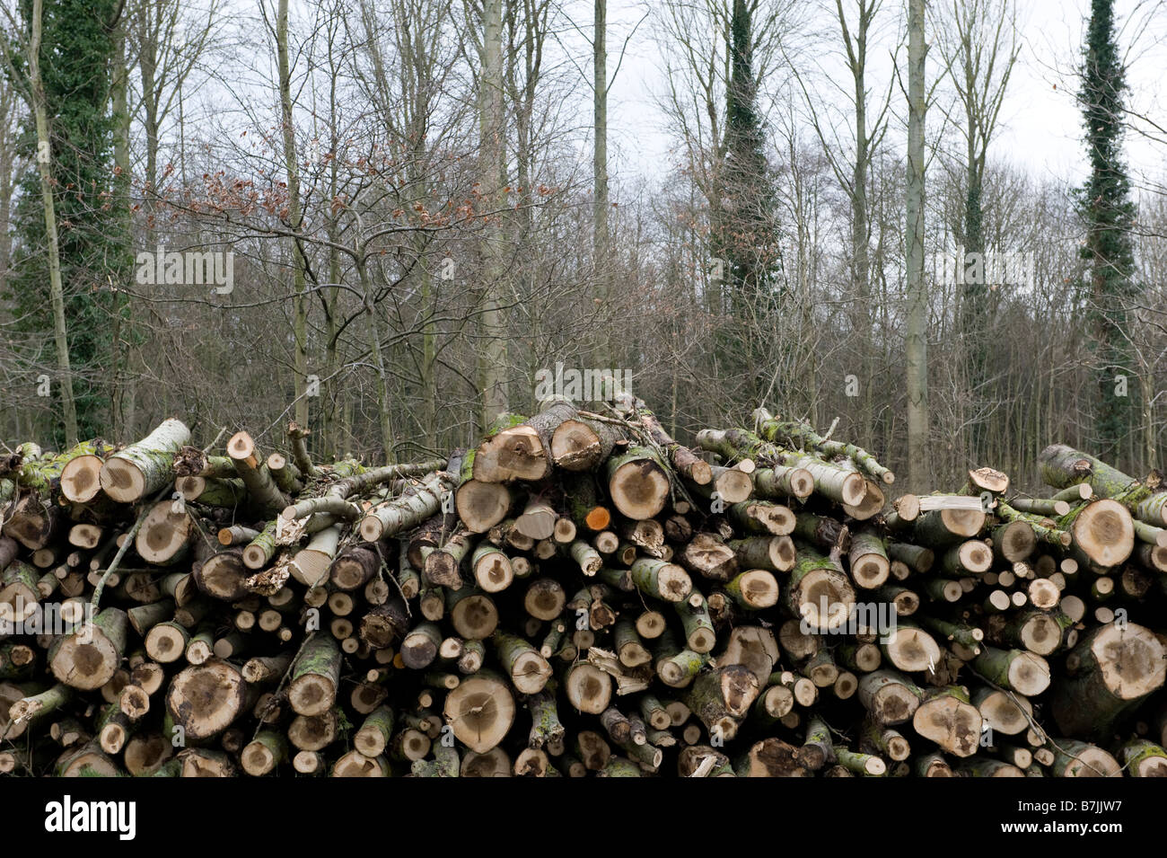 A pile of recently chopped down trees in Worcestershire. Due to the credit crunch more people are using wood burners and stoves Stock Photo
