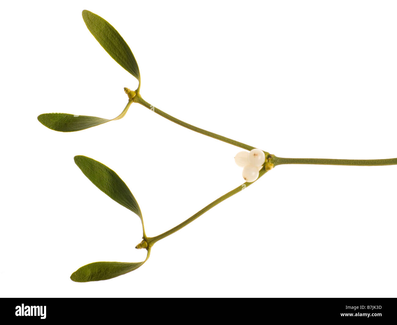 Sprig Of Mistletoe Against White Background Stock Photo