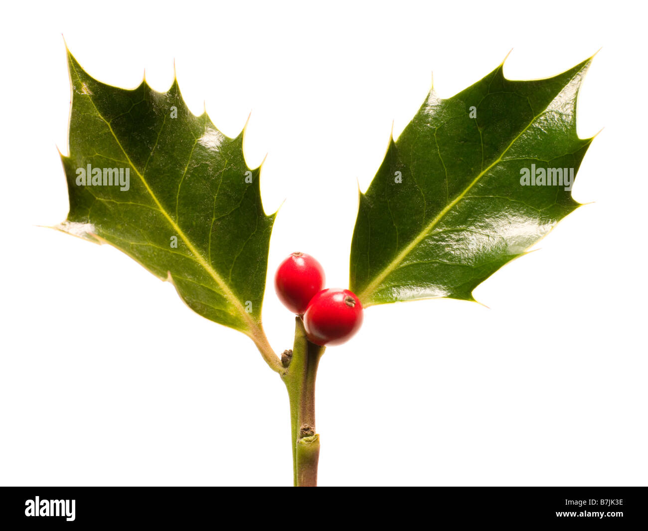 Holly Leaves And Berries Against White Background Stock Photo
