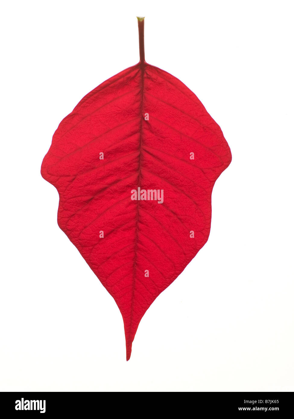 Red Leaf Stock Photo