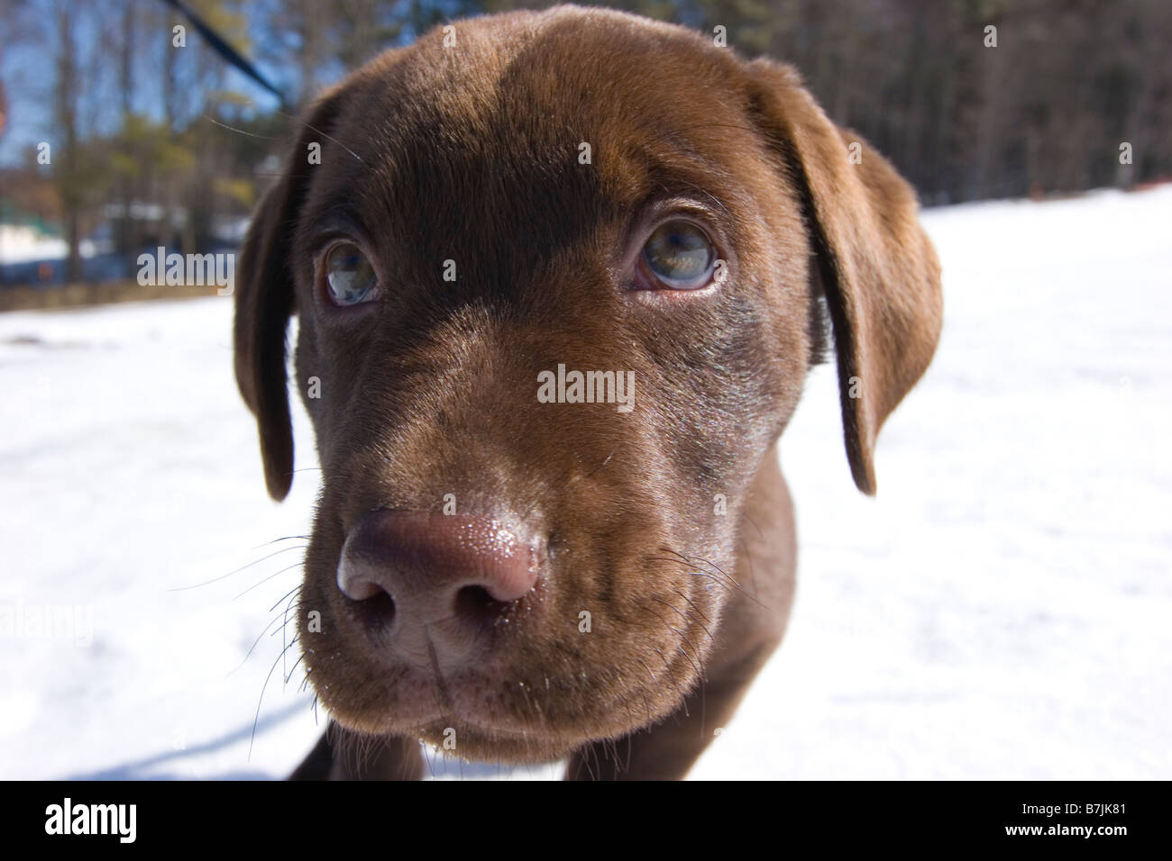 Cute chocolate Labrador puppy close up in the snow Stock Photo
