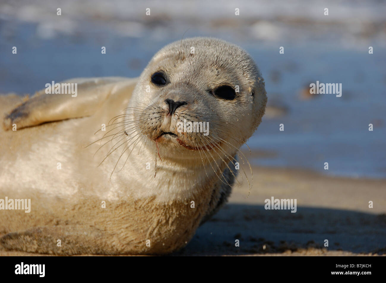 Seal Pup on a beach in Norfolk Stock Photo Alamy