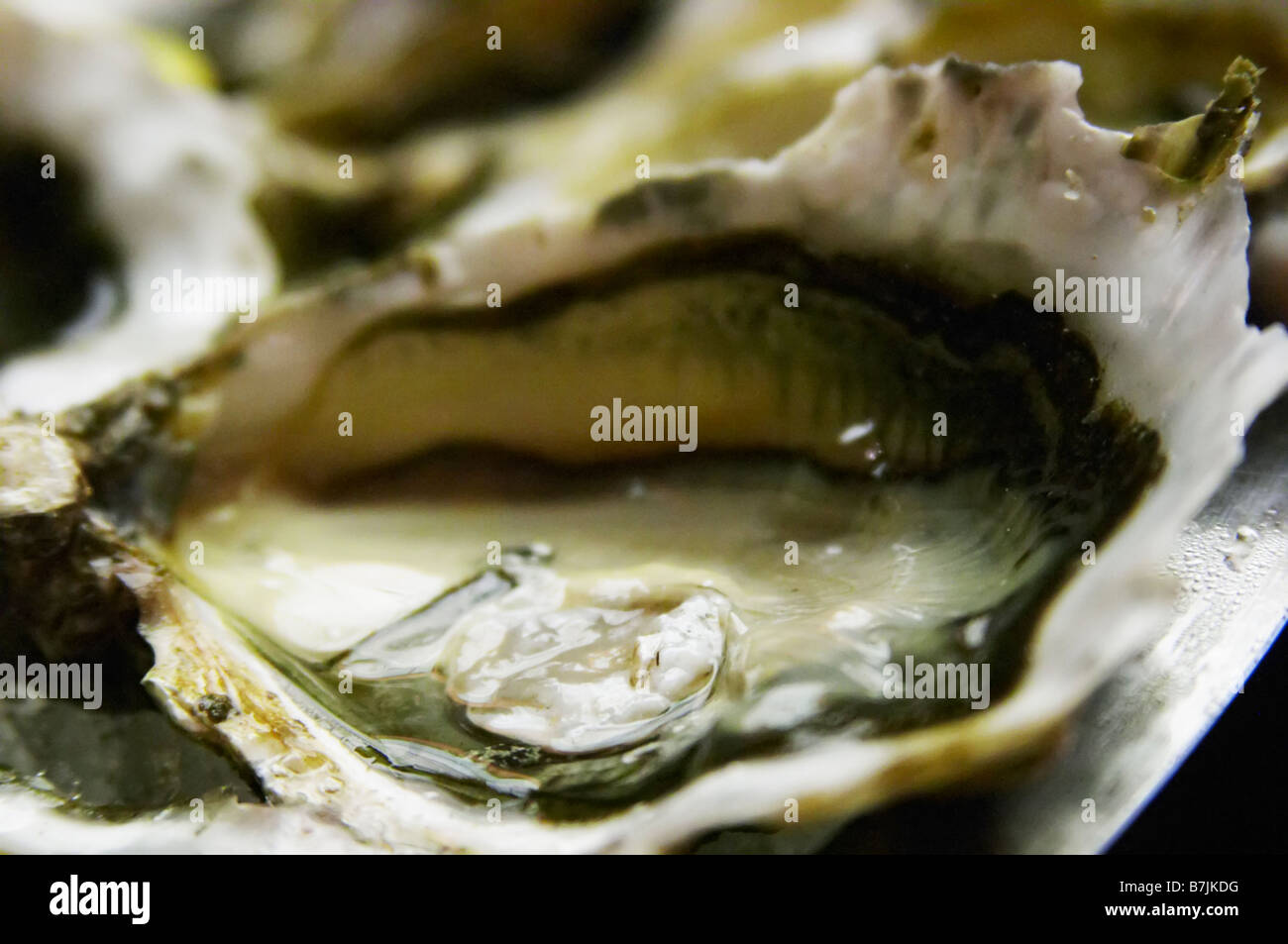 oysters fines de claire Stock Photo