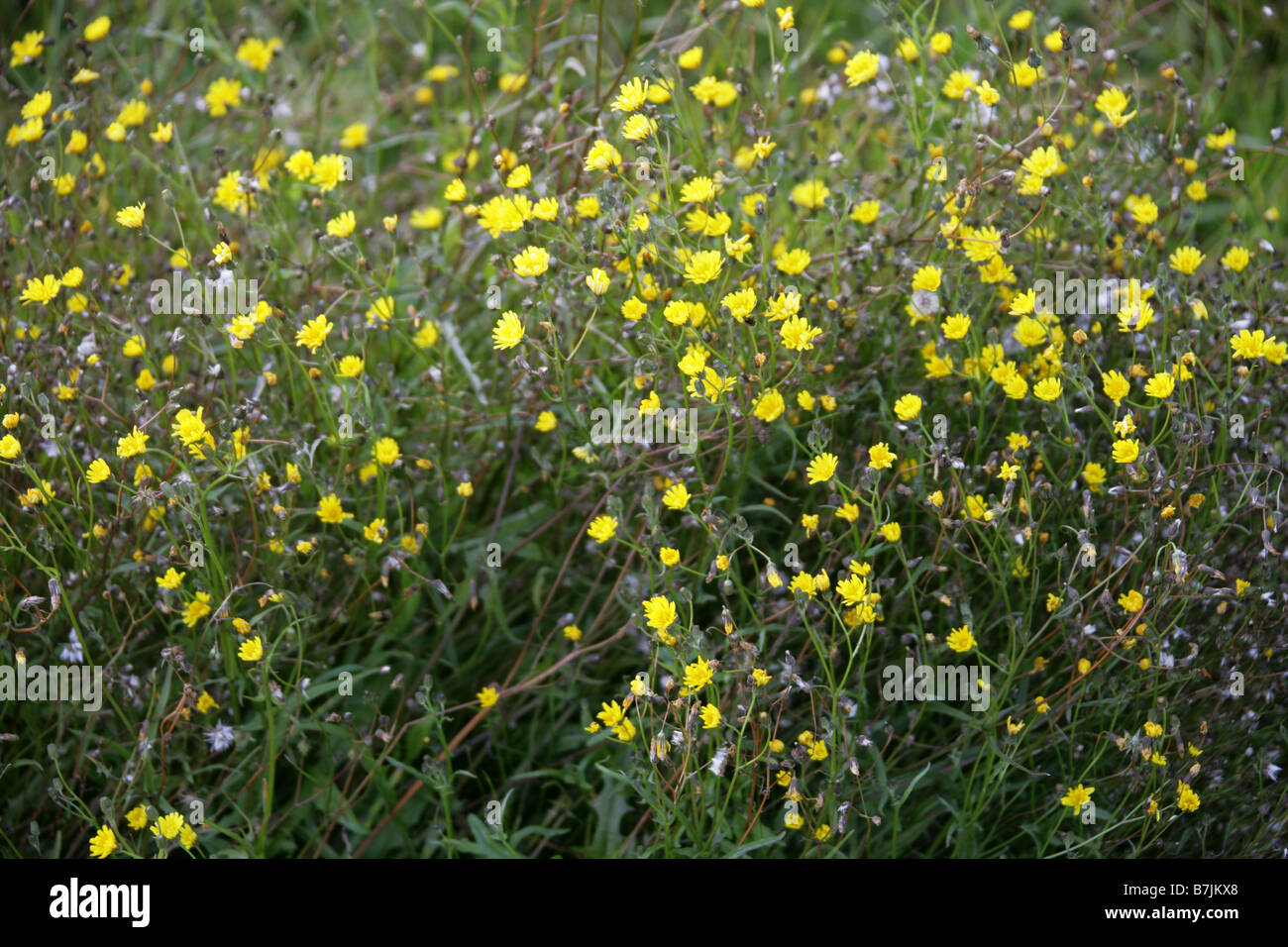 Marsh Hawksbeard, Crepis paludosa, Asteraceae, Compositae Stock Photo