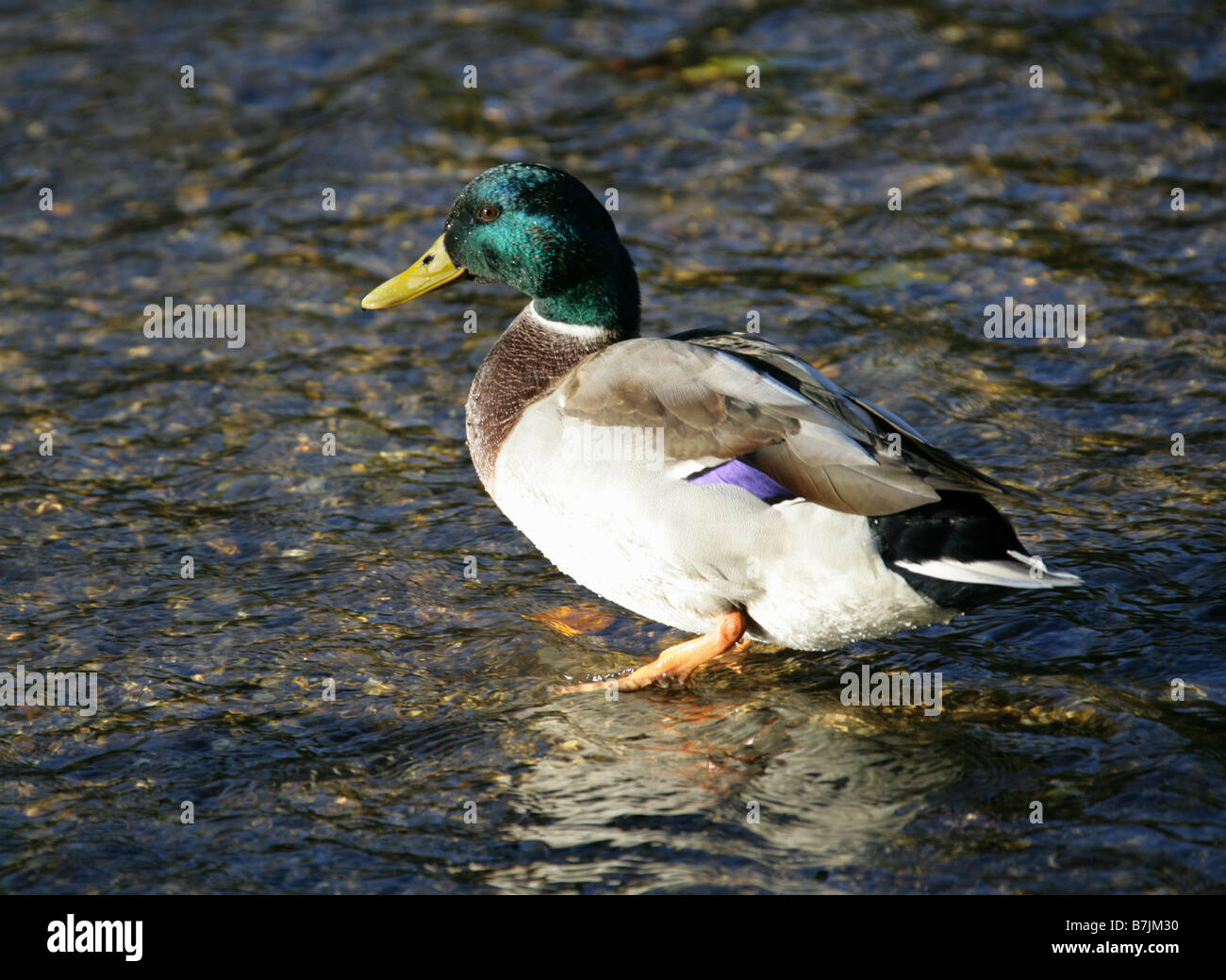 Male Mallard Duck, Anas platyrhynchos Stock Photo