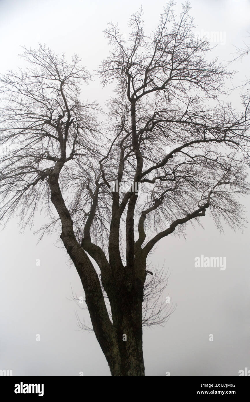 Tree silhouette in the fog, Franklin, Tennessee Stock Photo - Alamy