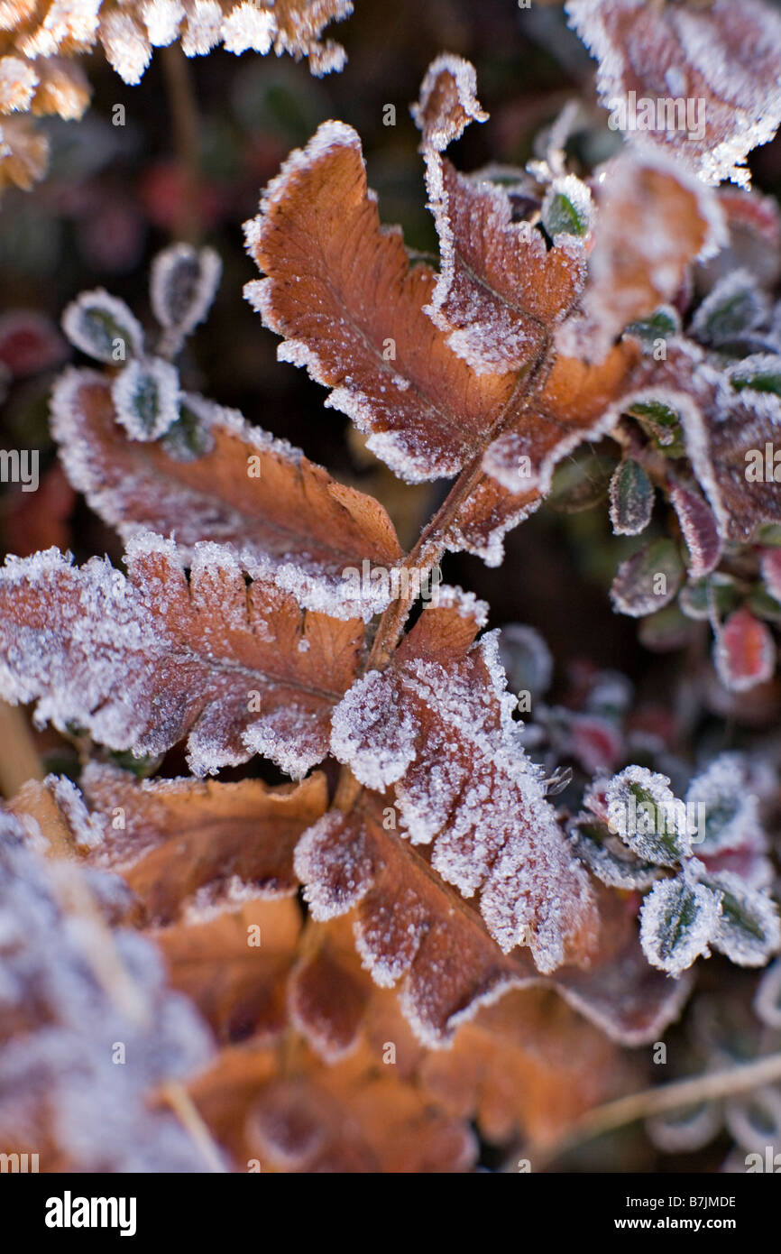 Frost covered plants in Sagarmatha National Park Khumbu region Nepal Stock Photo