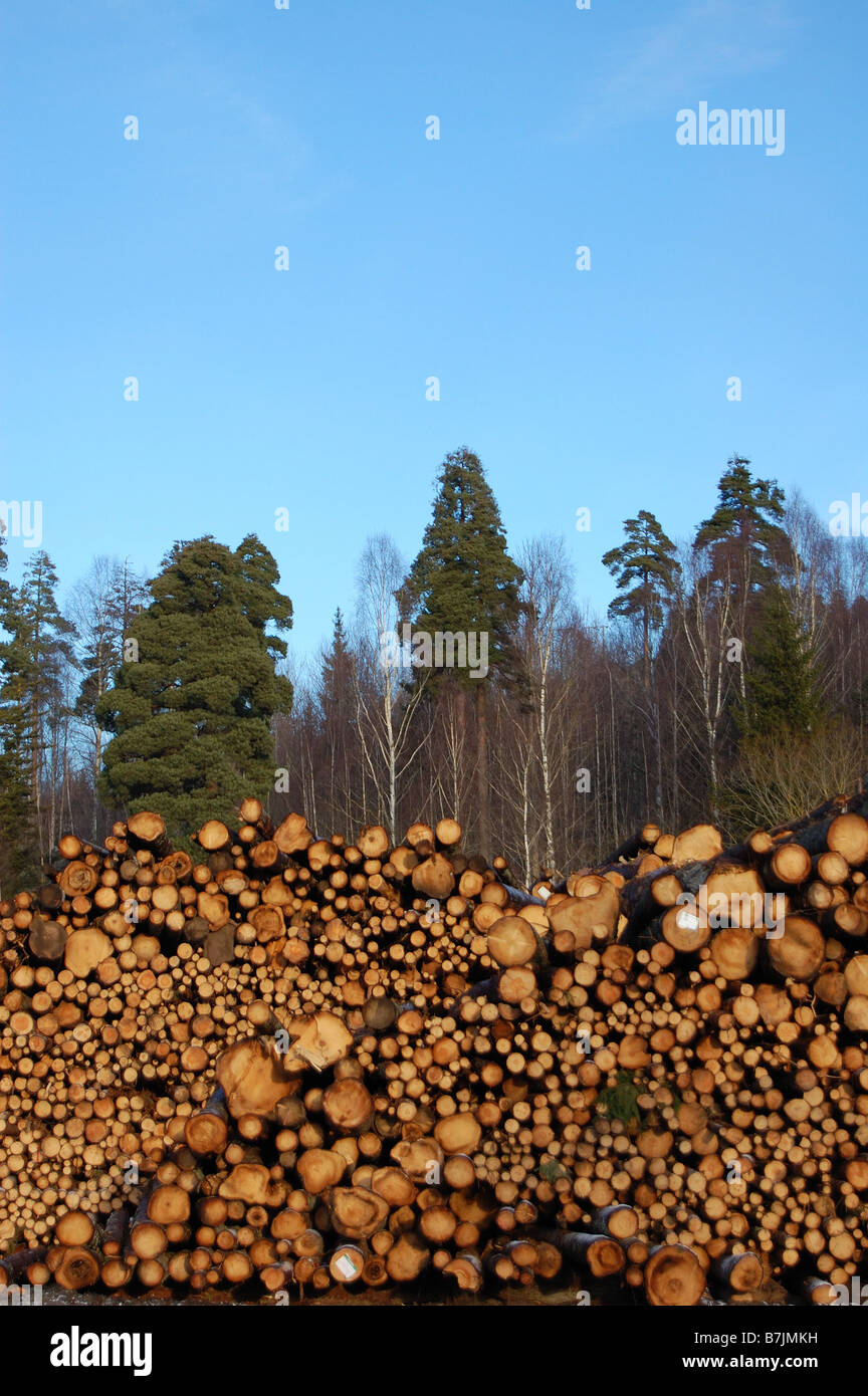 timber piles in sweden Stock Photo Alamy