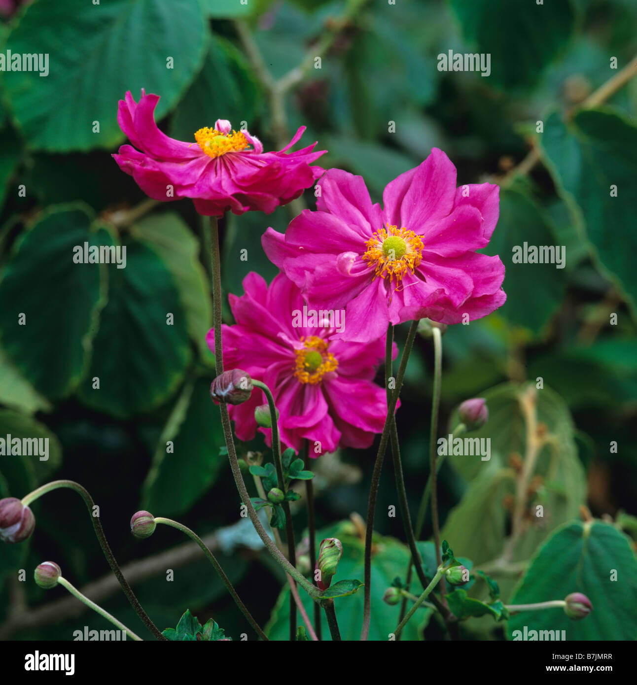 Anemone hupehensis var japonica Bressingham Glow Stock Photo