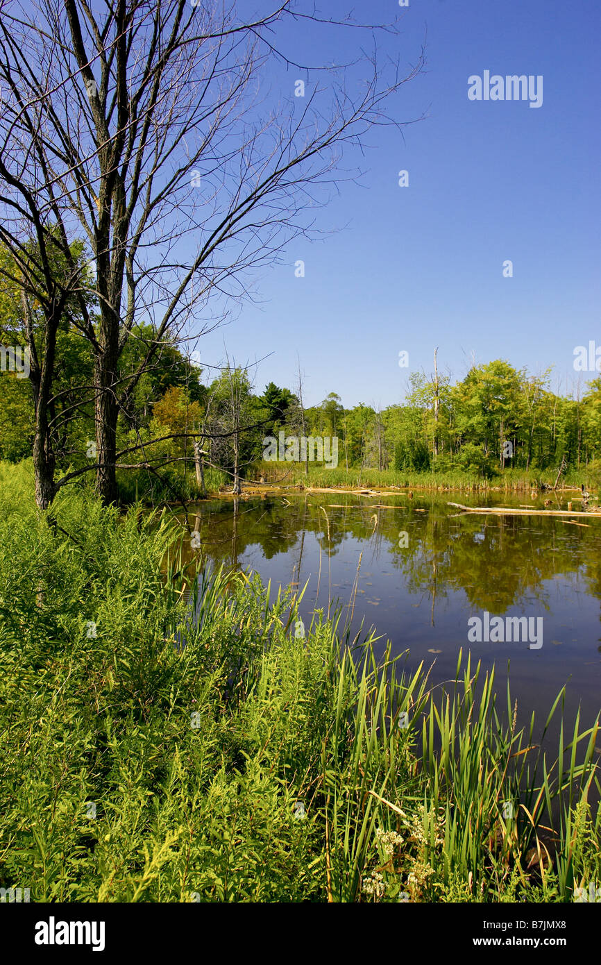 Swamps and wetlands hires stock photography and images Alamy