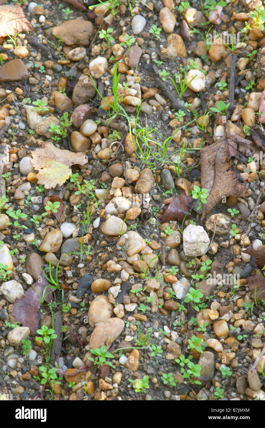 Gravelly soil hires stock photography and images Alamy