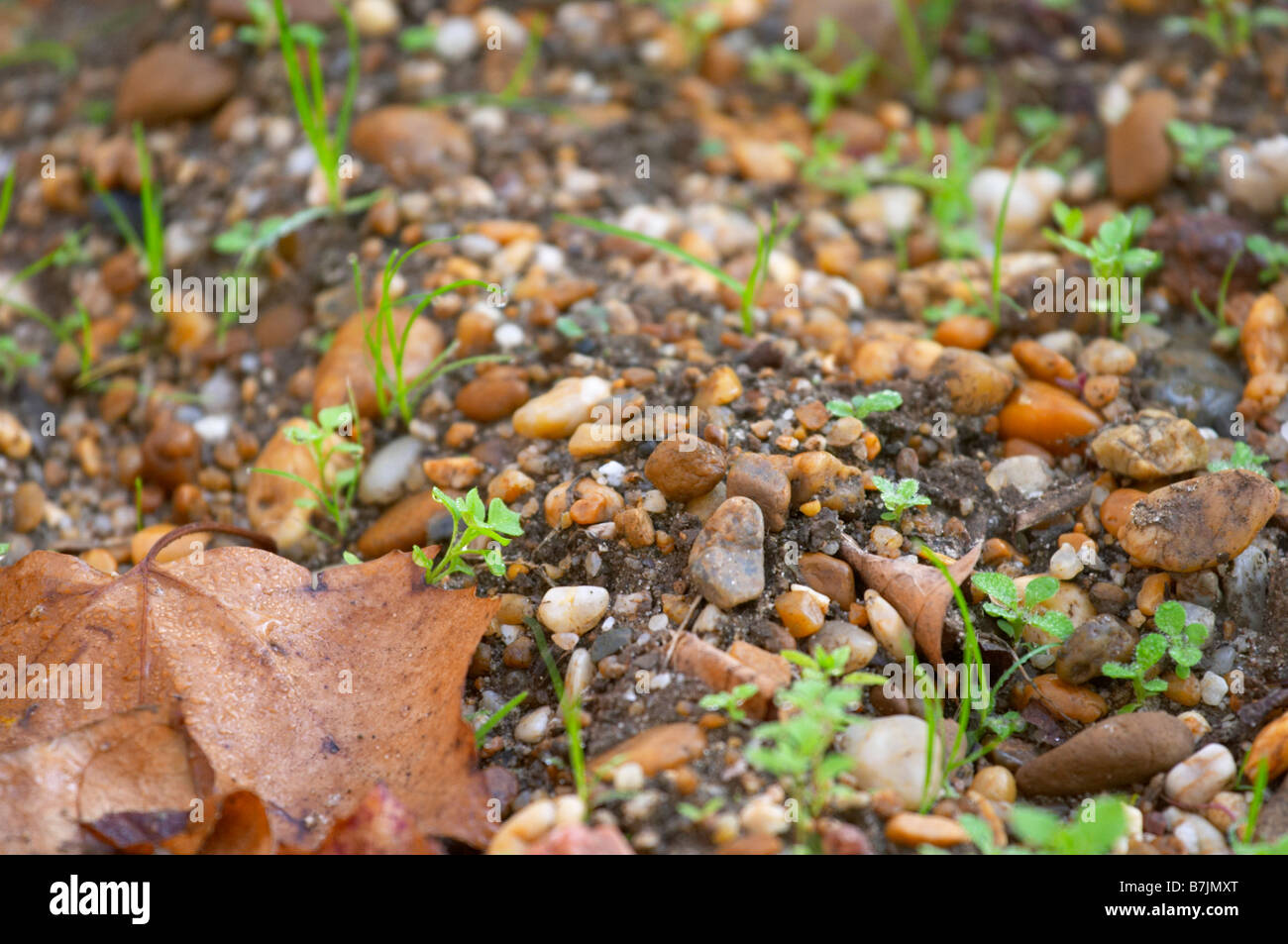 Gravelly soil hires stock photography and images Alamy