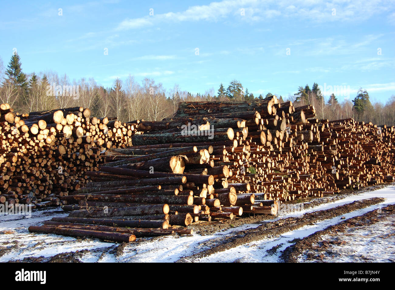 timber piles in sweden Stock Photo Alamy