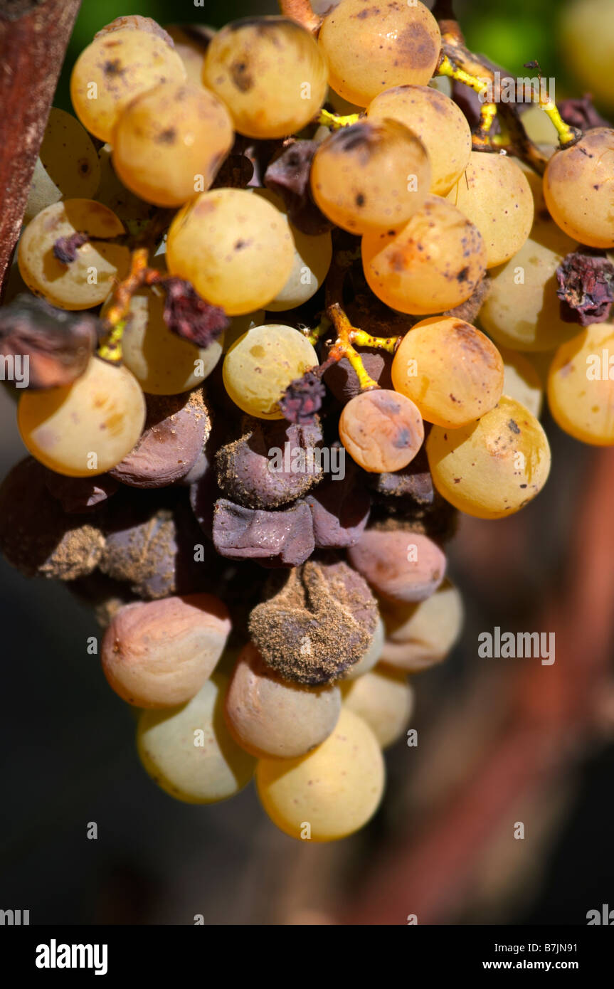 semillon grapes with noble rot chateau guiraud sauternes bordeaux france Stock Photo