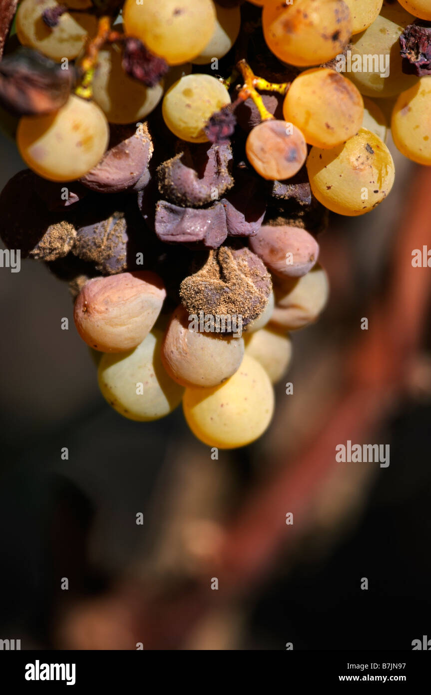semillon grapes with noble rot chateau guiraud sauternes bordeaux france Stock Photo