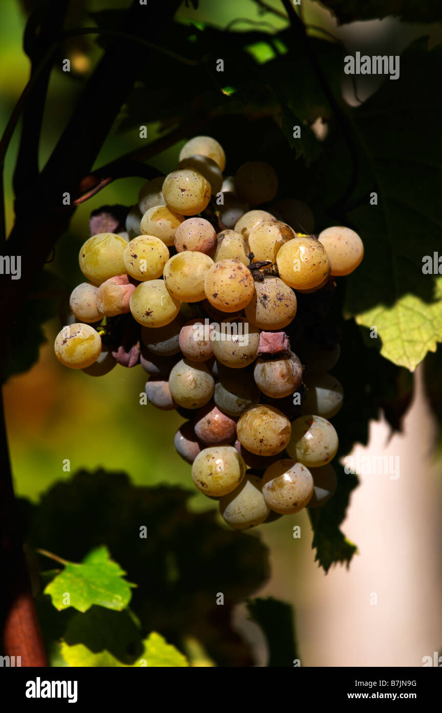 semillon grapes with noble rot beginning chateau guiraud sauternes bordeaux france Stock Photo